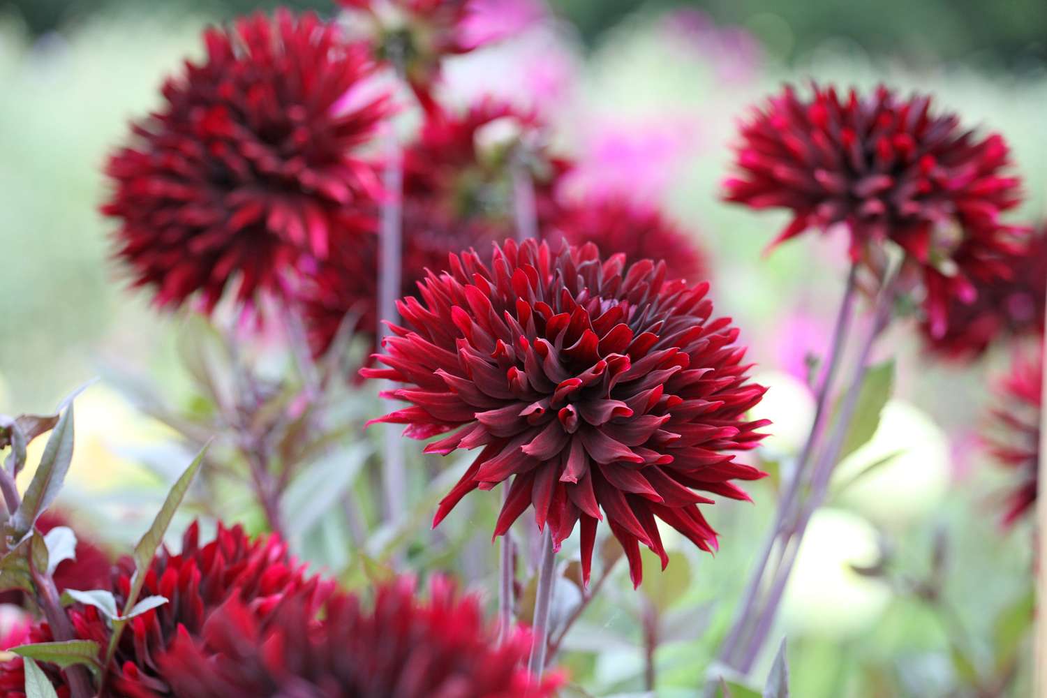 Dahlia 'Black Jack'